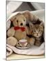 Domestic Cat, Brown Ticked Tabby Kitten, Under Blanket with Teddy Bear-Jane Burton-Mounted Photographic Print