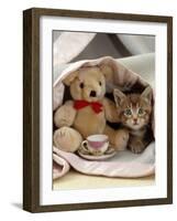 Domestic Cat, Brown Ticked Tabby Kitten, Under Blanket with Teddy Bear-Jane Burton-Framed Photographic Print