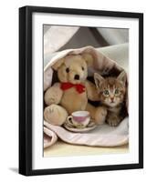 Domestic Cat, Brown Ticked Tabby Kitten, Under Blanket with Teddy Bear-Jane Burton-Framed Photographic Print