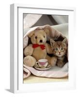 Domestic Cat, Brown Ticked Tabby Kitten, Under Blanket with Teddy Bear-Jane Burton-Framed Photographic Print