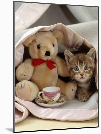 Domestic Cat, Brown Ticked Tabby Kitten, Under Blanket with Teddy Bear-Jane Burton-Mounted Photographic Print