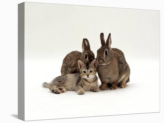 Domestic Cat, Brown Ticked Tabby Kitten with Two 'Wild' Rabbits, Colour Coordinated-Jane Burton-Stretched Canvas