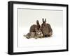 Domestic Cat, Brown Ticked Tabby Kitten with Two 'Wild' Rabbits, Colour Coordinated-Jane Burton-Framed Photographic Print