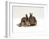 Domestic Cat, Brown Ticked Tabby Kitten with Two 'Wild' Rabbits, Colour Coordinated-Jane Burton-Framed Photographic Print