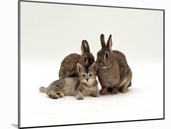 Domestic Cat, Brown Ticked Tabby Kitten with Two 'Wild' Rabbits, Colour Coordinated-Jane Burton-Mounted Photographic Print