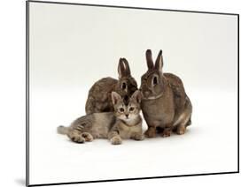 Domestic Cat, Brown Ticked Tabby Kitten with Two 'Wild' Rabbits, Colour Coordinated-Jane Burton-Mounted Photographic Print