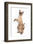 Domestic Cat, Burmese, adult female, begging-Chris Brignell-Framed Photographic Print