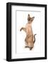 Domestic Cat, Burmese, adult female, begging-Chris Brignell-Framed Photographic Print