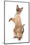 Domestic Cat, Burmese, adult female, begging-Chris Brignell-Mounted Photographic Print