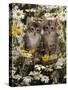 Domestic Cat, Burmese-Cross Kittens Among Ox-Eye Daisies and Buttercups-Jane Burton-Stretched Canvas