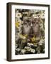 Domestic Cat, Burmese-Cross Kittens Among Ox-Eye Daisies and Buttercups-Jane Burton-Framed Photographic Print
