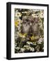 Domestic Cat, Burmese-Cross Kittens Among Ox-Eye Daisies and Buttercups-Jane Burton-Framed Photographic Print