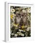 Domestic Cat, Burmese-Cross Kittens Among Ox-Eye Daisies and Buttercups-Jane Burton-Framed Photographic Print