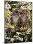 Domestic Cat, Burmese-Cross Kittens Among Ox-Eye Daisies and Buttercups-Jane Burton-Mounted Photographic Print