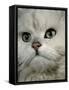 Domestic Cat, Chinchilla Persian Close up of Face-Jane Burton-Framed Stretched Canvas