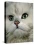 Domestic Cat, Chinchilla Persian Close up of Face-Jane Burton-Stretched Canvas