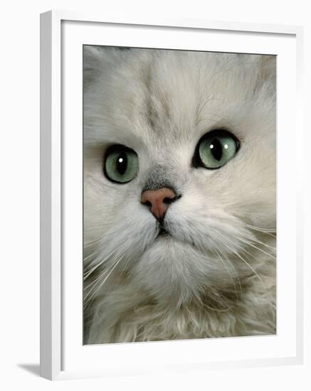 Domestic Cat, Chinchilla Persian Close up of Face-Jane Burton-Framed Photographic Print