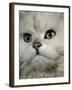 Domestic Cat, Chinchilla Persian Close up of Face-Jane Burton-Framed Photographic Print