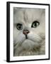 Domestic Cat, Chinchilla Persian Close up of Face-Jane Burton-Framed Photographic Print
