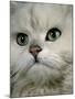 Domestic Cat, Chinchilla Persian Close up of Face-Jane Burton-Mounted Photographic Print