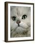 Domestic Cat, Chinchilla Persian Close up of Face-Jane Burton-Framed Photographic Print