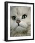 Domestic Cat, Chinchilla Persian Close up of Face-Jane Burton-Framed Photographic Print