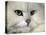 Domestic Cat, Chinchilla Persian Portrait-Jane Burton-Stretched Canvas
