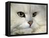 Domestic Cat, Chinchilla Persian Portrait-Jane Burton-Framed Stretched Canvas