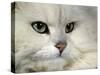 Domestic Cat, Chinchilla Persian Portrait-Jane Burton-Stretched Canvas