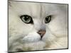 Domestic Cat, Chinchilla Persian Portrait-Jane Burton-Mounted Premium Photographic Print