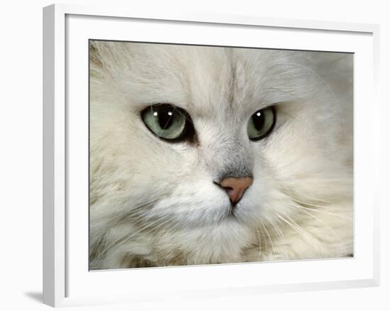 Domestic Cat, Chinchilla Persian Portrait-Jane Burton-Framed Photographic Print