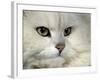 Domestic Cat, Chinchilla Persian Portrait-Jane Burton-Framed Photographic Print