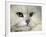 Domestic Cat, Chinchilla Persian Portrait-Jane Burton-Framed Photographic Print