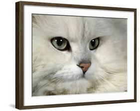 Domestic Cat, Chinchilla Persian Portrait-Jane Burton-Framed Photographic Print