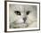 Domestic Cat, Chinchilla Persian Portrait-Jane Burton-Framed Photographic Print