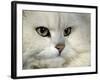 Domestic Cat, Chinchilla Persian Portrait-Jane Burton-Framed Photographic Print