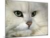 Domestic Cat, Chinchilla Persian Portrait-Jane Burton-Mounted Photographic Print