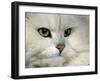 Domestic Cat, Chinchilla Persian Portrait-Jane Burton-Framed Photographic Print