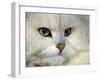 Domestic Cat, Chinchilla Persian Portrait-Jane Burton-Framed Photographic Print