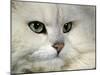 Domestic Cat, Chinchilla Persian Portrait-Jane Burton-Mounted Photographic Print