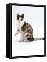 Domestic Cat, Chocolate-Tortoiseshell Looking up after Licking Paw-Jane Burton-Framed Stretched Canvas