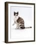 Domestic Cat, Chocolate-Tortoiseshell Looking up after Licking Paw-Jane Burton-Framed Photographic Print