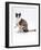 Domestic Cat, Chocolate-Tortoiseshell Looking up after Licking Paw-Jane Burton-Framed Photographic Print