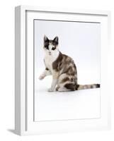 Domestic Cat, Chocolate-Tortoiseshell Looking up after Licking Paw-Jane Burton-Framed Photographic Print