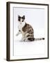 Domestic Cat, Chocolate-Tortoiseshell Looking up after Licking Paw-Jane Burton-Framed Photographic Print