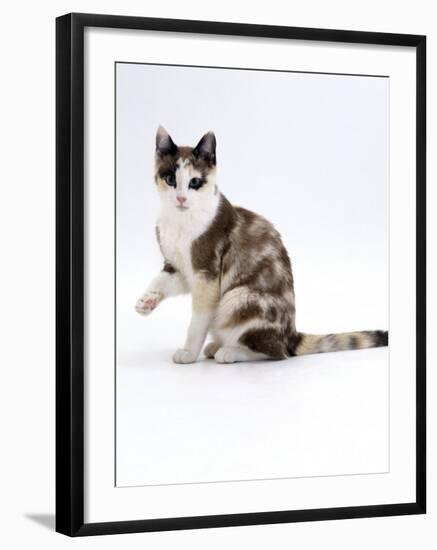 Domestic Cat, Chocolate-Tortoiseshell Looking up after Licking Paw-Jane Burton-Framed Photographic Print