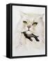 Domestic Cat, Conceptual Image-SMETEK-Framed Stretched Canvas