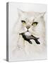 Domestic Cat, Conceptual Image-SMETEK-Stretched Canvas