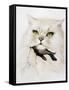 Domestic Cat, Conceptual Image-SMETEK-Framed Stretched Canvas