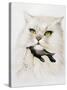 Domestic Cat, Conceptual Image-SMETEK-Stretched Canvas